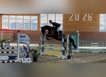 Zangersheide, Wałach, 5 lat, 170 cm, Gniada