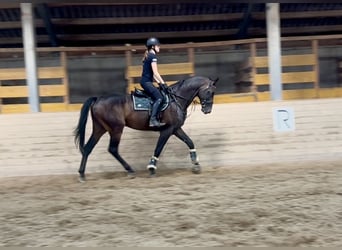 Zangersheide, Wałach, 5 lat, 172 cm, Ciemnogniada