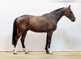 Zangersheide, Wałach, 5 lat, 172 cm, Ciemnogniada