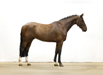 Zangersheide, Wałach, 5 lat, 172 cm, Gniada