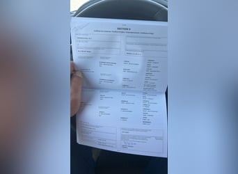 Zangersheide, Wałach, 5 lat, 172 cm, Siwa