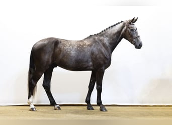 Zangersheide, Wałach, 5 lat, 175 cm, Ciemnokasztanowata