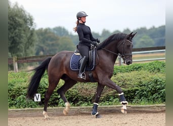 Zangersheide, Wałach, 5 lat, 175 cm, Kara