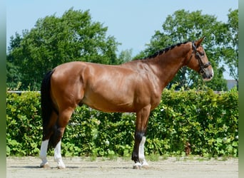 Zangersheide, Wałach, 5 lat, 178 cm, Gniada