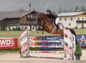 Zangersheide, Wałach, 5 lat, 180 cm, Gniada