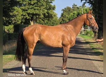 Zangersheide, Wałach, 6 lat, 164 cm