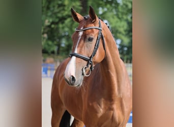 Zangersheide, Wałach, 6 lat, 166 cm, Gniada