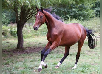 Zangersheide, Wałach, 6 lat, 166 cm, Gniada