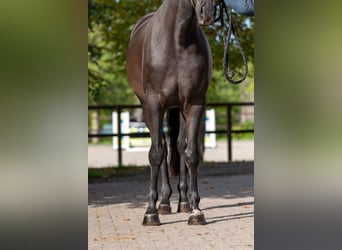 Zangersheide, Wałach, 6 lat, 166 cm, Kara