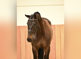 Zangersheide, Wałach, 6 lat, 167 cm, Ciemnogniada