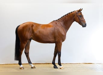 Zangersheide, Wałach, 6 lat, 167 cm, Gniada