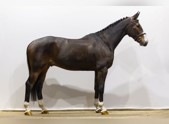 Zangersheide, Wałach, 6 lat, 168 cm, Gniada