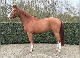 Zangersheide, Wałach, 6 lat, 169 cm, Kasztanowata