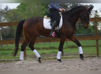 Zangersheide, Wałach, 6 lat, 170 cm, Ciemnogniada