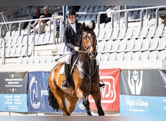 Zangersheide, Wałach, 6 lat, 170 cm, Ciemnogniada