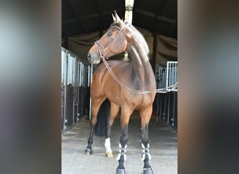 Zangersheide, Wałach, 6 lat, 170 cm, Ciemnogniada