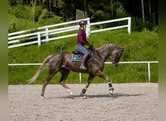 Zangersheide, Wałach, 6 lat, 170 cm, Ciemnokasztanowata