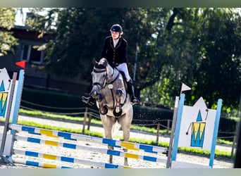 Zangersheide, Wałach, 6 lat, 170 cm, Siwa