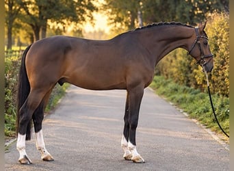 Zangersheide, Wałach, 6 lat, 172 cm, Ciemnogniada