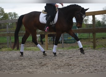 Zangersheide, Wałach, 6 lat, 172 cm, Ciemnogniada