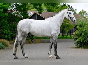Zangersheide, Wałach, 6 lat, 174 cm, Biała