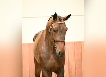 Zangersheide, Wałach, 6 lat, 180 cm, Gniada