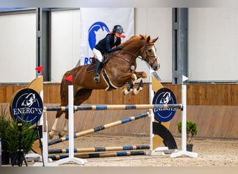Zangersheide, Wałach, 6 lat, 180 cm, Kasztanowata