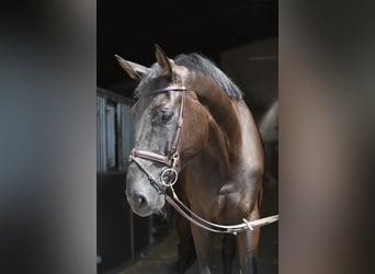 Zangersheide, Wałach, 6 lat, 183 cm, Kara