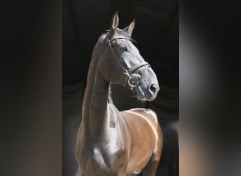 Zangersheide, Wałach, 6 lat, 183 cm, Kara
