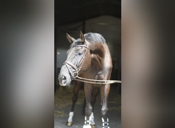 Zangersheide, Wałach, 6 lat, 183 cm, Kara