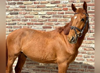 Zangersheide, Wałach, 7 lat, 148 cm, Kasztanowata