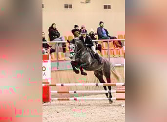 Zangersheide, Wałach, 7 lat, 164 cm, Siwa