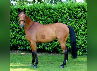 Zangersheide, Wałach, 7 lat, 166 cm, Gniada