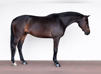 Zangersheide, Wałach, 7 lat, 167 cm, Ciemnogniada