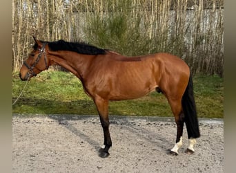 Zangersheide, Wałach, 7 lat, 167 cm, Gniada