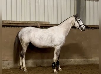 Zangersheide, Wałach, 7 lat, 168 cm