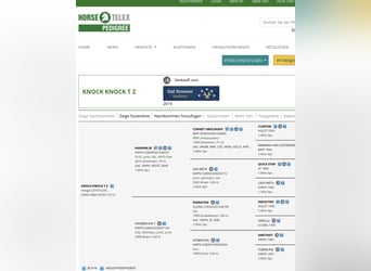 Zangersheide, Wałach, 7 lat, 168 cm, Siwa jabłkowita