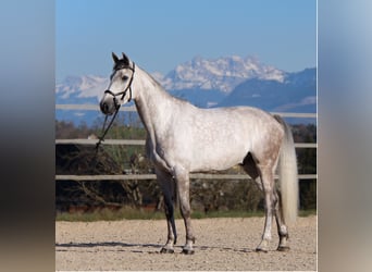 Zangersheide, Wałach, 7 lat, 168 cm, Siwa