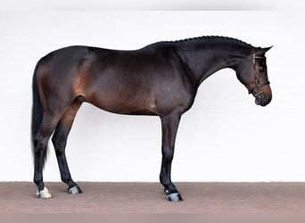 Zangersheide, Wałach, 7 lat, 170 cm, Ciemnogniada