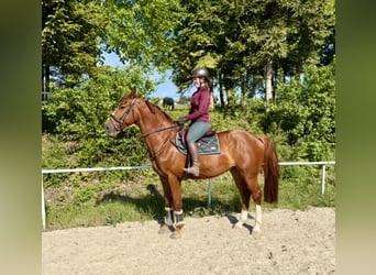 Zangersheide, Wałach, 7 lat, 170 cm, Kasztanowata