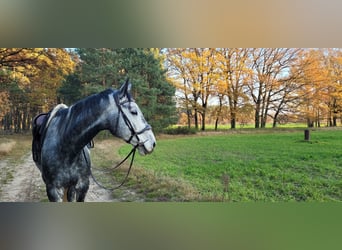 Zangersheide Mix, Wałach, 7 lat, 170 cm, Siwa jabłkowita