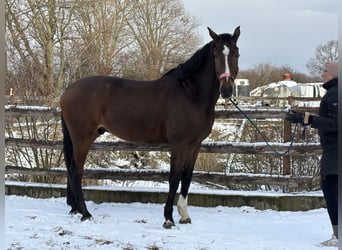 Zangersheide, Wałach, 7 lat, 182 cm, Ciemnogniada