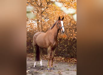 Zangersheide, Wałach, 7 lat, 185 cm, Kasztanowata