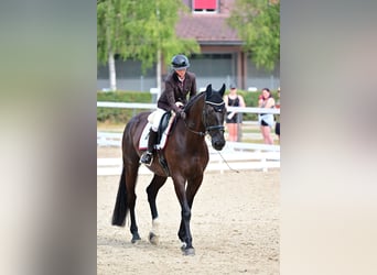 Zangersheide, Wałach, 8 lat, 172 cm, Skarogniada