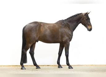 Zangersheide, Wałach, 9 lat, 176 cm, Gniada