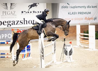 Zangersheide, Wałach, 10 lat, 183 cm, Ciemnogniada