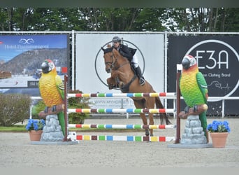 Zangersheide, Wałach, 13 lat, 170 cm, Ciemnokasztanowata