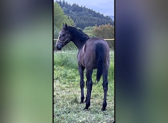 Zangersheide, Wałach, 2 lat, 168 cm, Może być siwy