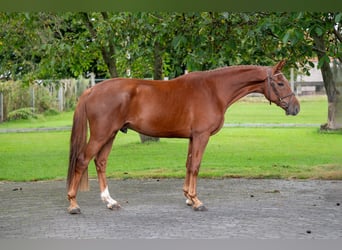 Zangersheide, Wałach, 3 lat, 163 cm, Kasztanowata