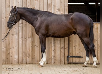 Zangersheide, Wałach, 3 lat, 167 cm, Skarogniada